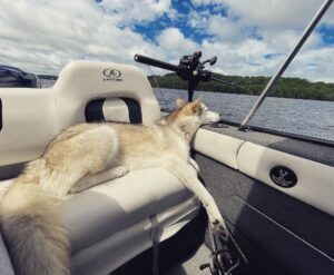 Brad Thorn's dog relaxing on his Legend Boats 18 Xtreme